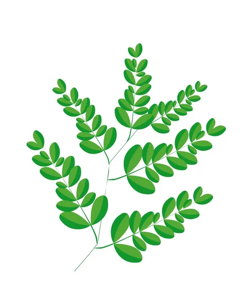 A Fresh Moringa Leaves on White Background — Stock Vector
