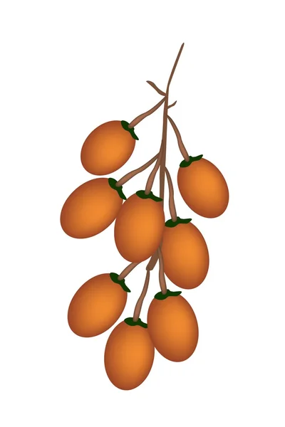 Fruit mûr Betel Palm sur fond blanc — Image vectorielle