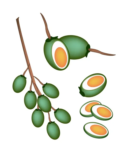 Fruto de nuez de Areca verde sobre fondo blanco — Archivo Imágenes Vectoriales