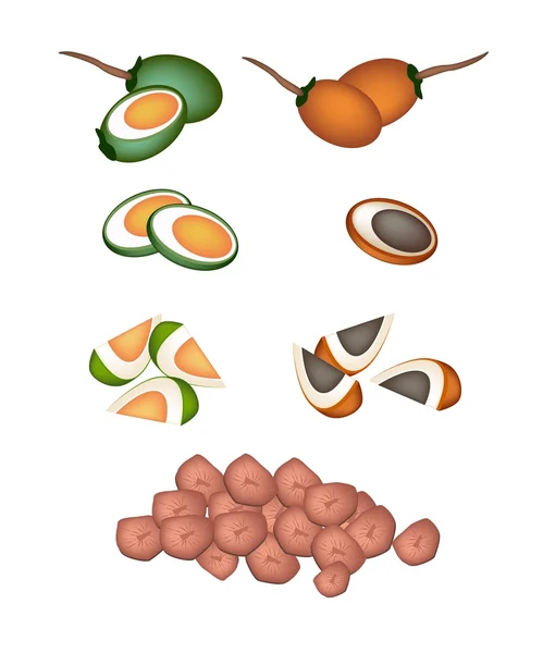Conjunto de frutos de nuez de Areca sobre fondo blanco — Vector de stock