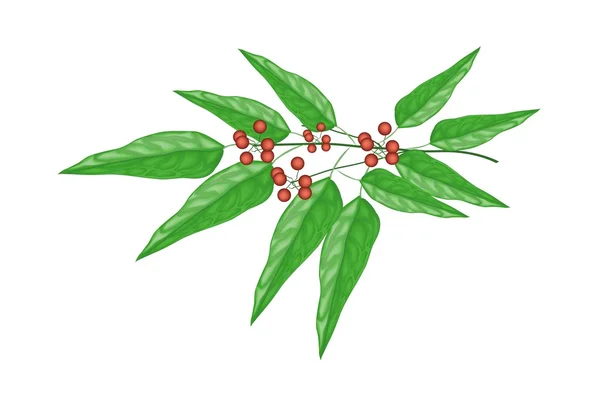 Tiliacora trojmužná rostlina na bílém pozadí — Stockový vektor