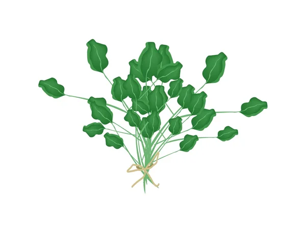 Świeży zielony rukiew wodna na białym tle — Wektor stockowy