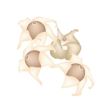 earthstar mantar beyaz zemin üzerine yığını