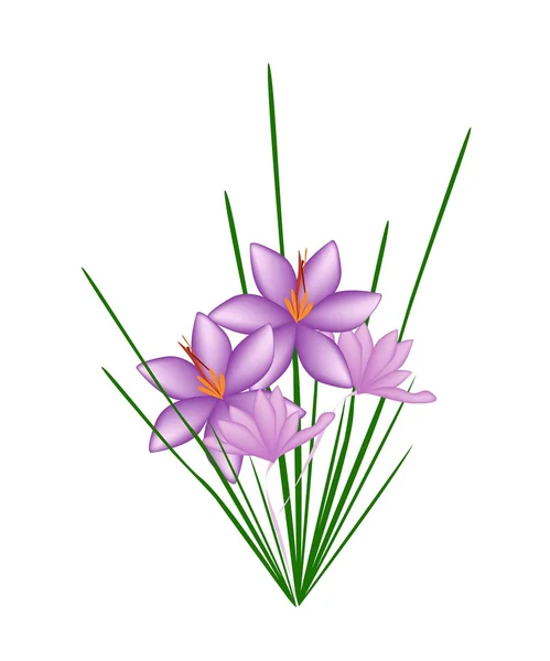 Roxo Crocus Sativus Flor em fundo branco —  Vetores de Stock