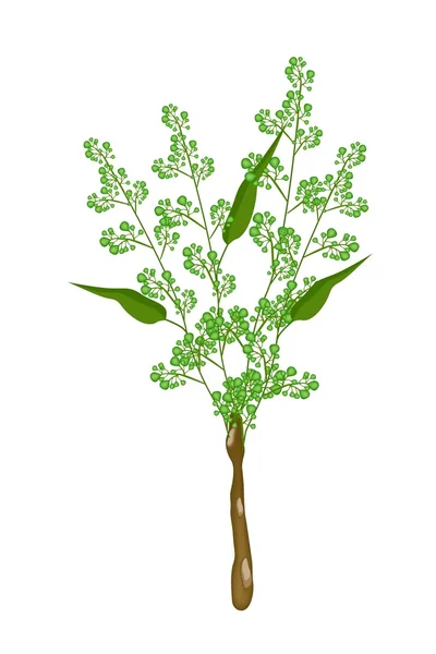 Flor y hojas de Neem sobre fondo blanco — Vector de stock