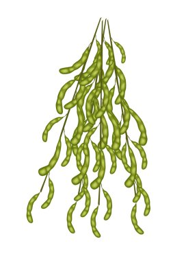 Delicious Fresh Green Soybeans on A Twig clipart