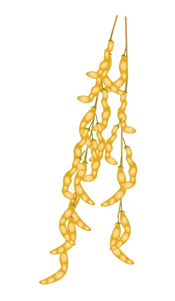 Läckra torkade gula sojabönor på en kvist — Stock vektor