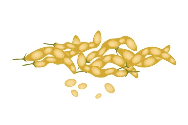 A Stack of Dried Soybeans on White Background — Stock Vector