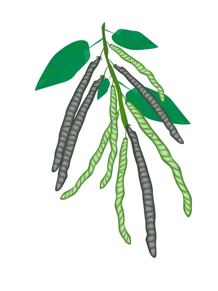 Délicieux haricots Mung frais sur une plante — Image vectorielle