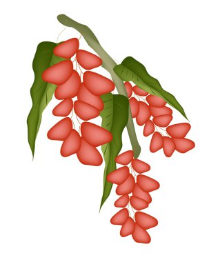 Kırmızı olgun fıstık fındık ağacı üzerinde