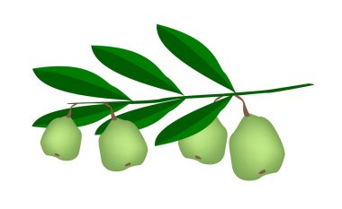 dal taze yeşil olgunlaşmamış ceviz