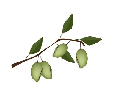 dal taze yeşil olgunlaşmamış badem