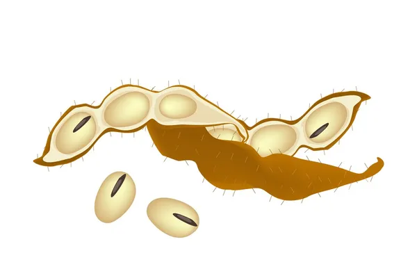Куча соевых бобов на белом фоне — стоковый вектор
