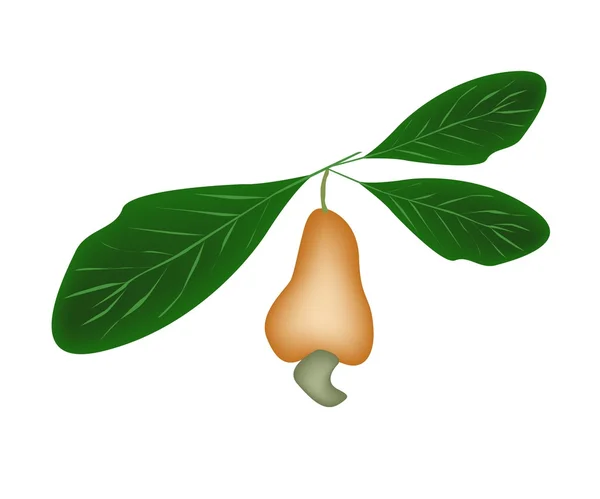 Fresh Unripe Cashew Nut on A Tree — Stock Vector