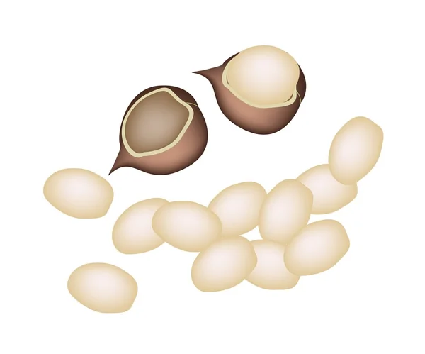 Una pila de nueces de macadamia sobre fondo blanco — Vector de stock