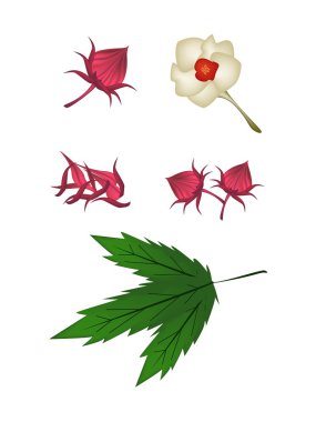 hibiscus sabdariffa veya roselle bitki parçaları