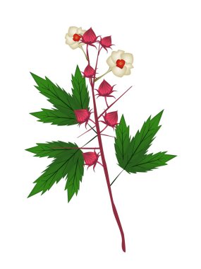 beyaz zemin üzerine taze hibiscus sabdariffa bitki