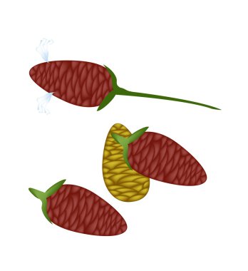 Beyaz arka plan üzerinde taze zingiber zerumbet Mısır