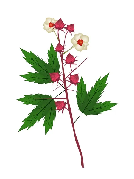 Planta fresca de Hibiscus Sabdariffa em fundo branco — Vetor de Stock
