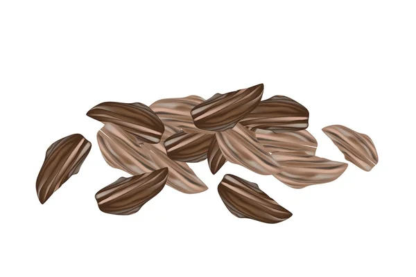 Dosettes de cardamome séchées sur fond blanc — Image vectorielle