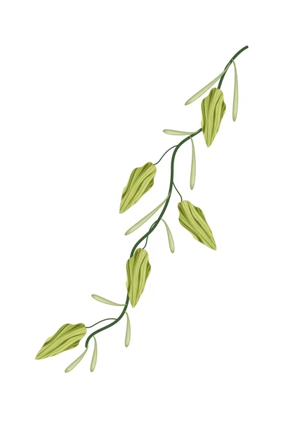 A Fresh Cardamom Plant on White Background — Stock Vector