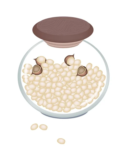 A Stack of Macadamia Nuts in A jar — Stock Vector