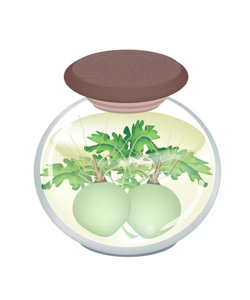 A Jar of Pickled Kohlrabi with Malt Vinegar — Stock Vector