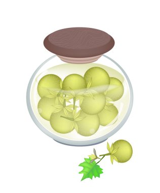 pikled solanum ferox malt sirke içinde kavanoz