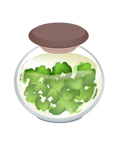 Jar of Gotu Kola Tea with Pandan Leaves — Stock Vector