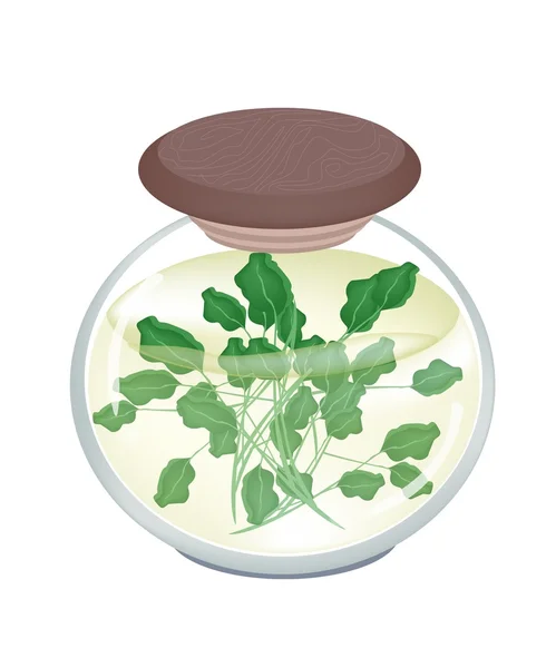 A Jar of Delicious Pickled Green Watercress — Stock Vector