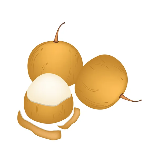 白色背景上的甜熟 santol 水果 — 图库矢量图片