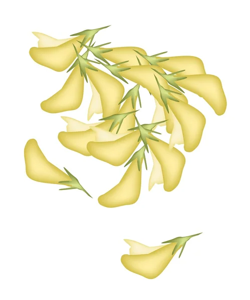 Σωρό από φρέσκο sesbania javanica σε άσπρο φόντο — Διανυσματικό Αρχείο