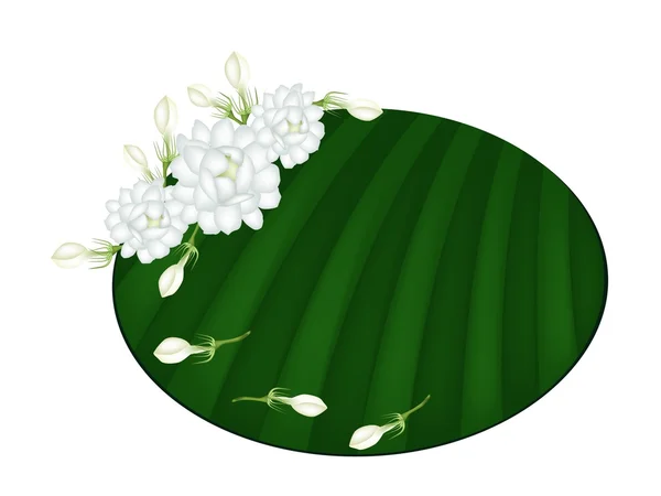 Fresh Jasmine Flowers on Green Banana Leaf — Stock Vector