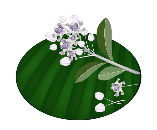 Muz yaprak taze calotropis kızgözü çiçekler — Stok Vektör