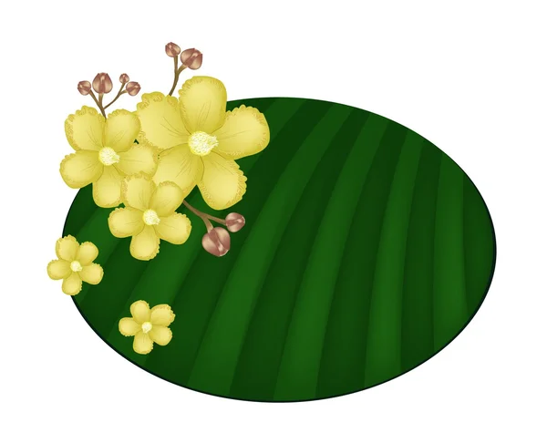 美丽的黄色 simpor 花在芭蕉叶上 — 图库矢量图片