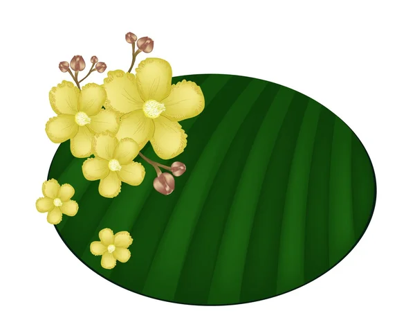 Hermosas flores amarillas Simpor en hoja de plátano — Vector de stock