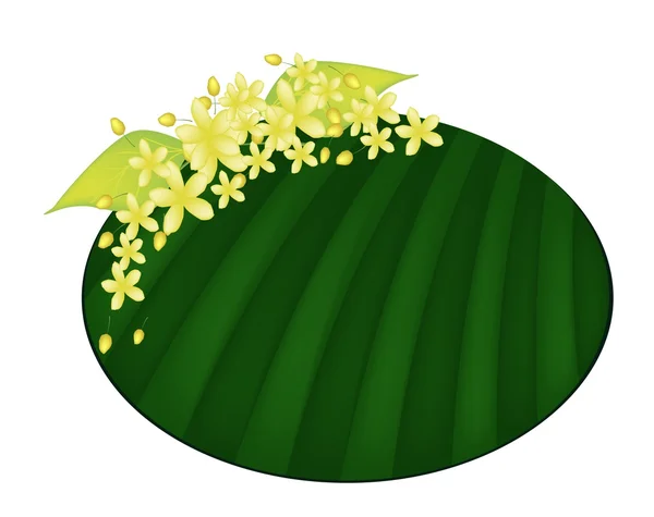 Cassia Fistula Flower on Green Banana Leaf — Stock Vector