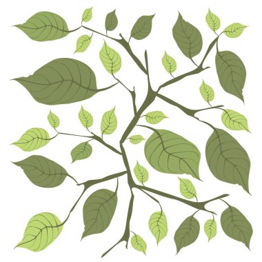 Beyaz Arkaplanda İzole Edilmiş Güzel Taze Yeşil Yaprakların İllüstrasyon Vektörü