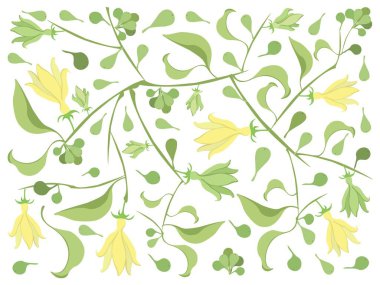 Güzel Çiçek, Tırmanan Ylang-Ylang Çiçeklerinin Sarı Rengi