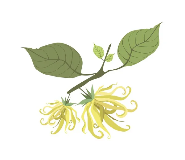 Krásná Květina Ilustrace Žluté Barvy Ylang Ylang Květiny Izolované Bílém — Stockový vektor