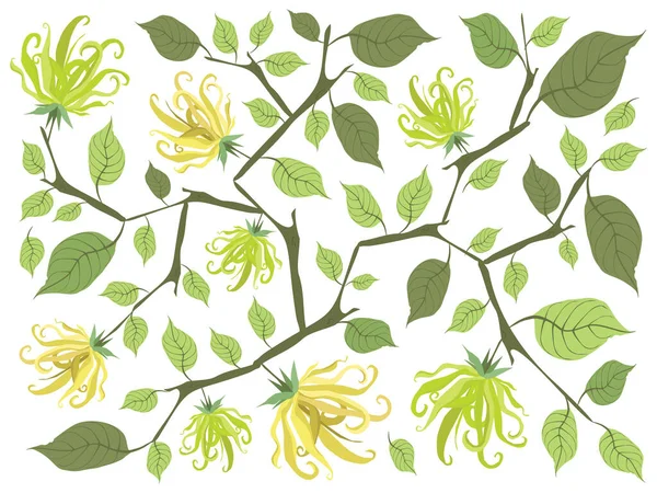 Schöne Blume Illustration Der Gelben Farbe Von Ylang Ylang Blumen — Stockvektor