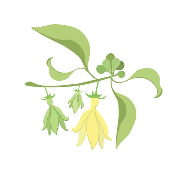 Krásná Květina Ilustrace Žluté Barvy Lezení Ylang Ylang Květiny Izolované — Stockový vektor