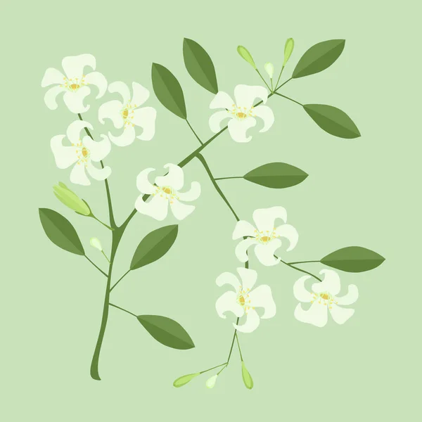 Bunga Indah Ilustrasi Orange Jasmine Atau Mock Orange Flowers Green - Stok Vektor