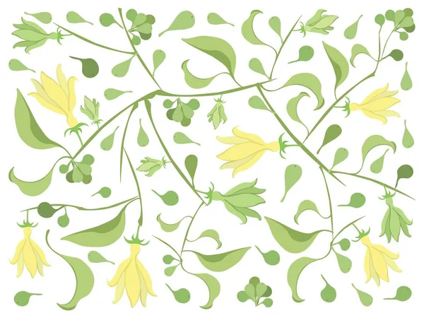 Gyönyörű Virág Illusztráció Sárga Szín Mászás Ylang Ylang Virágok Backgroun — Stock Vector