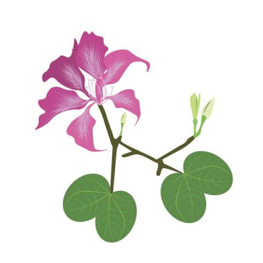 Güzel çiçek, pembe Bauhinia Purpurea veya pembe orkide ağaç izole beyaz zemin üzerine yeşil yaprakları ile gösteren resim