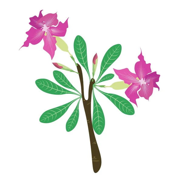 Beautiful Flower Illustration Pink Desert Rose Flowers Pink Bignonia Flowers — стоковий вектор
