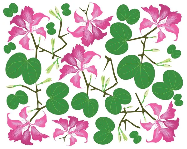 紫杉或绿叶粉红兰花树的美丽花朵 图解背景 — 图库矢量图片
