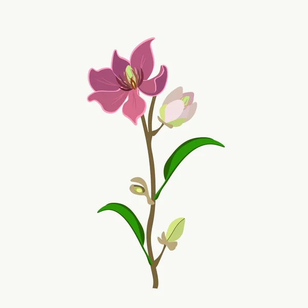 美しい花 枝先に緑の葉を持つワインマグノリアの花やマグノリアの図花のイラスト — ストックベクタ