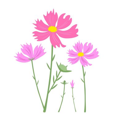 Aşk, illüstrasyon parlak ve güzel pembe Cosmos çiçeklerin veya beyaz arka plan üzerinde izole Cosmos Bipinnatus sembolü
