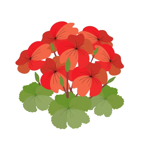 Belle Fleur Illustration Bunch Belles Fleurs Géranium Rouge Pelargonium Graveolens — Image vectorielle